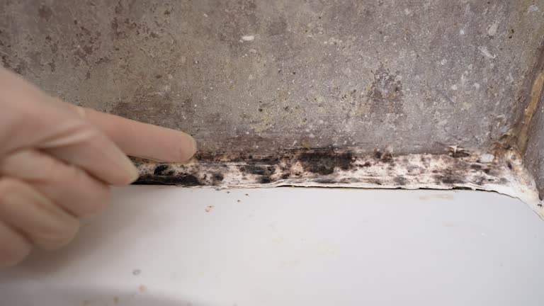 Best Mold Damage Restoration  in Cade, LA